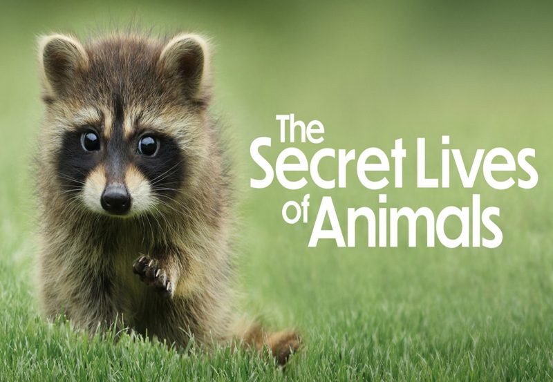 The Secret Lives of Animals (2024) Complete 1st Season Region Free DVD