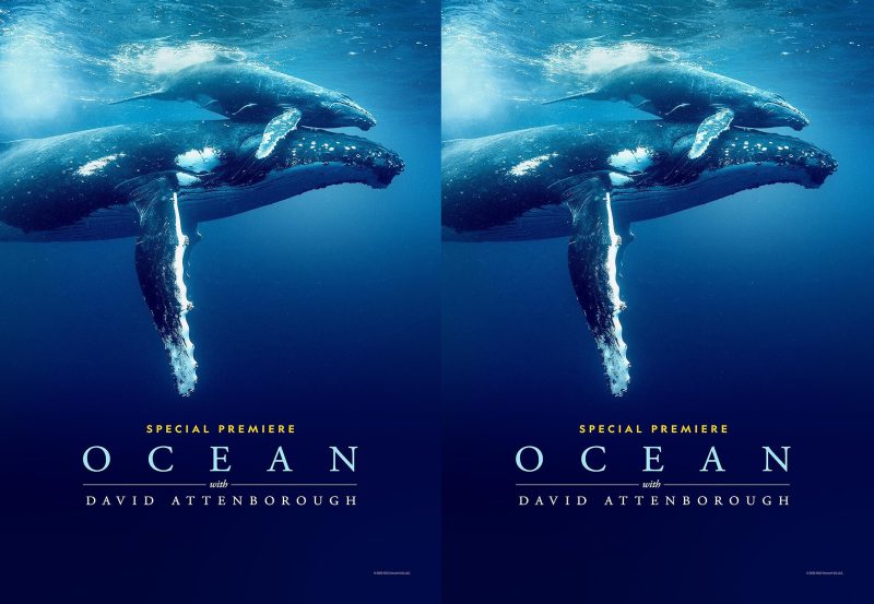 Ocean with David Attenborough (2025) DVD